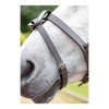 Shires Velociti GARA Flash Strap Pony Havana