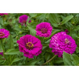 Southeast Seeds Purple Prince Zinnia Seeds, NON-GMO, Variety Packet Sizes, FREE SHIPPING - 100 Seeds