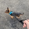 Sakura 2 in 1 Dog Lead Seat Belt Strap