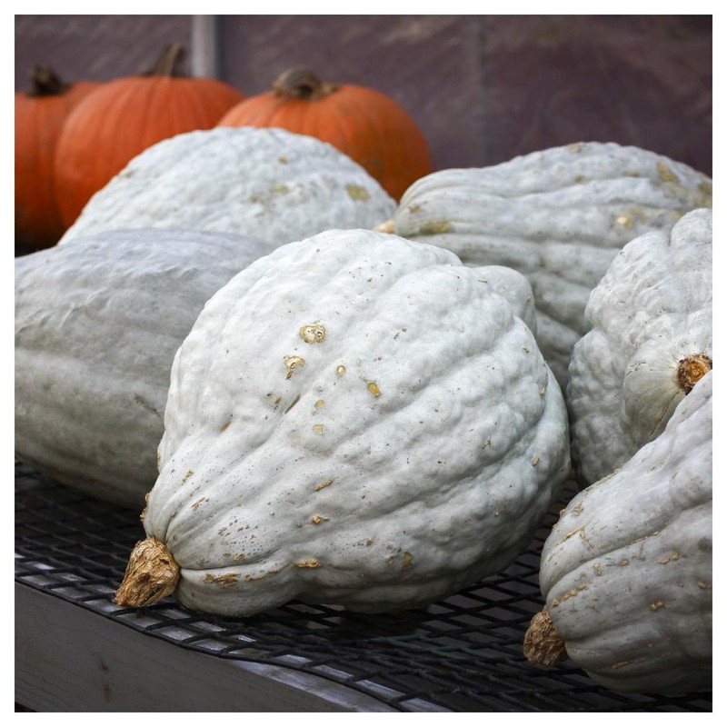 Everwilde Farms - 1 Lb Organic Blue Hubbard Winter Squash