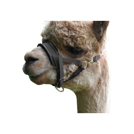 Alpaca lead set, high-quality faux leather halter and lead: perfect for an alpaca hike