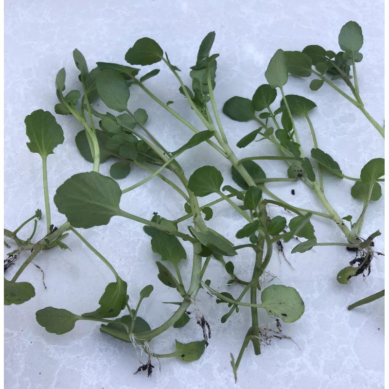 Roots 10 Watercress With Roots Live Plant Aquarium Vegetables Ready