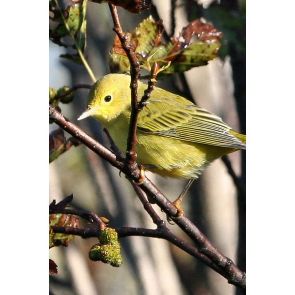 Yellow Warbler (Dendroica Petechia) Bird Journal: 150 page lined notebook/diary