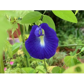 Plantooo Butterfly Pea Seeds for Planting Outdoors - 40 Seeds - Clitoria Ternatea Seeds - Non GMO Heirloom - Blue Butterfly Pea Flower Seeds