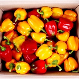 Ivetta paprika (economical type) 3kg / 이베따 파프리카(실속형) 3kg