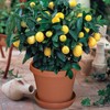 Gardenera's Citron Tree Soil Mix - The Perfect Blend of