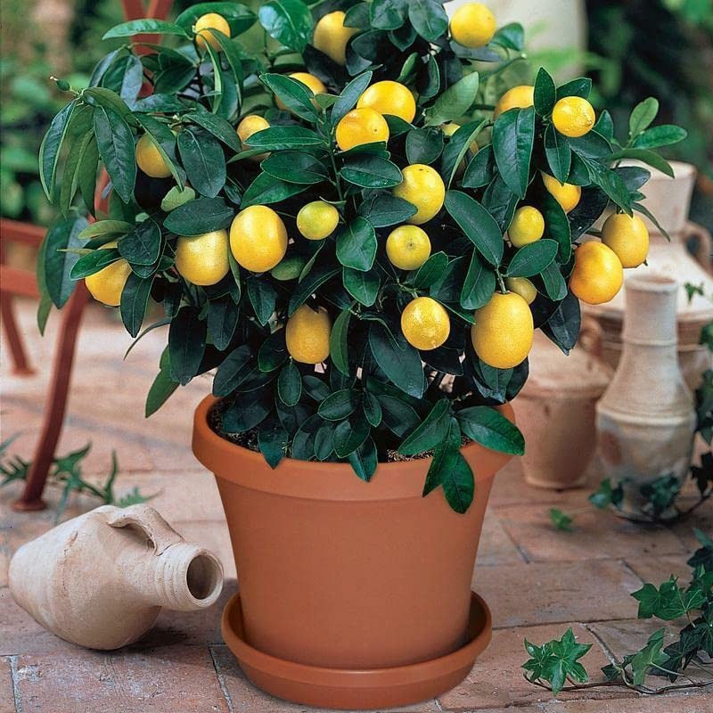 Gardenera's Citron Tree Soil Mix - The Perfect Blend of