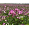 Fukkaen Seedlings 211833 Astragalus Seeds Value Pack of 1 L