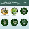 Upgrade Acrylic Aquarium Plant Holder Hanging Aquatic Plant Holder,Adjustable Hook