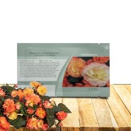 Outsidepride Sorbet Limitless Begonia Seeds for Planting - 25 Pcs Perennial Flower Seeds with Large Blooms, Arching & Pendulous Growth Habit, for Containers, Hanging Baskets, or Landscape Plantings