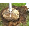 Mosser Lee Sphagnum Peat Long Fibered Moss ORCHID Mosser Lee