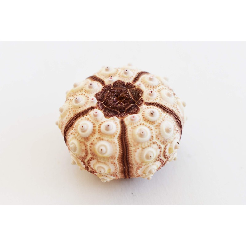 1 Sputnik Sea Urchin Shells 1-1.75" Beach Crafts Ocean Arts