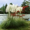 Outsidepride White Ornamental Pampas Grass Plant Seeds - 1000 Seeds