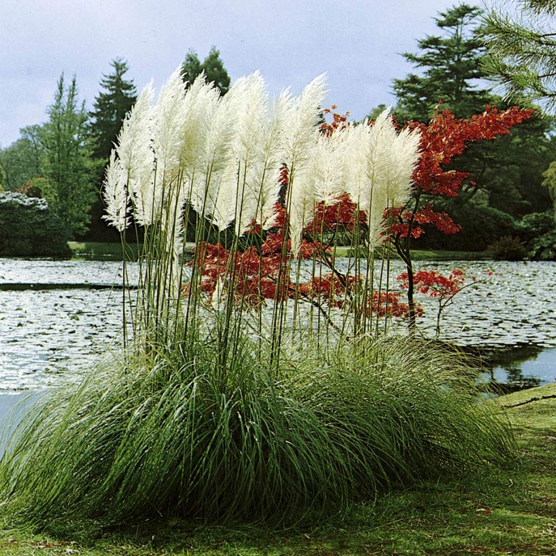 Outsidepride White Ornamental Pampas Grass Plant Seeds - 1000 Seeds