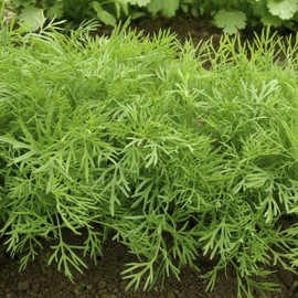 TomorrowSeeds - Mammoth Long Island Dill Seeds - 1500+ Count - for 2025 Planting Heirloom Herb Garden Cucumber Pickling Plant Basil Thyme Green Vegetable Non-GMO Grow Your Own Home Farm Patio Healthy