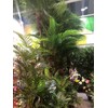 AMERIQUE 5 Feet Unique Tropical Fan Palm Tree Artificial Silk