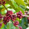 Café Veracruzano 100% Arábica Exportación Premium Coatepec
