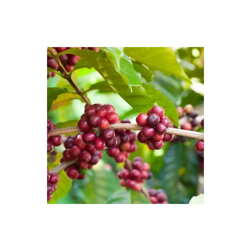 Café Veracruzano 100% Arábica Exportación Premium Coatepec