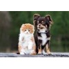PET SUPPLEMENTS cat Gum Protection - Pets Teeth Health Complex