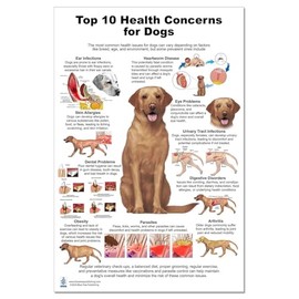 Blue Tree Publishing Dog 10 Health Concern Poster, Anatomy & Veterinary Physiology Canine - For Vet Nurses And Students, 24 x 36inch Dog Health Education Poster