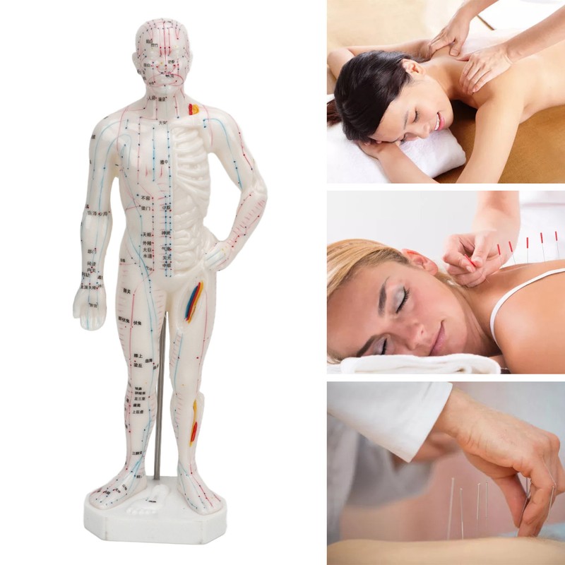 Human Body Acupuncture Model Professional Portable Meridian Points Model for