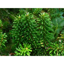 Korean Fir (Abies koreana), 20 seeds