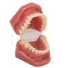 Tooth Model 28 Teeth Dental Orthodontic Model Teaching Study Supplies
