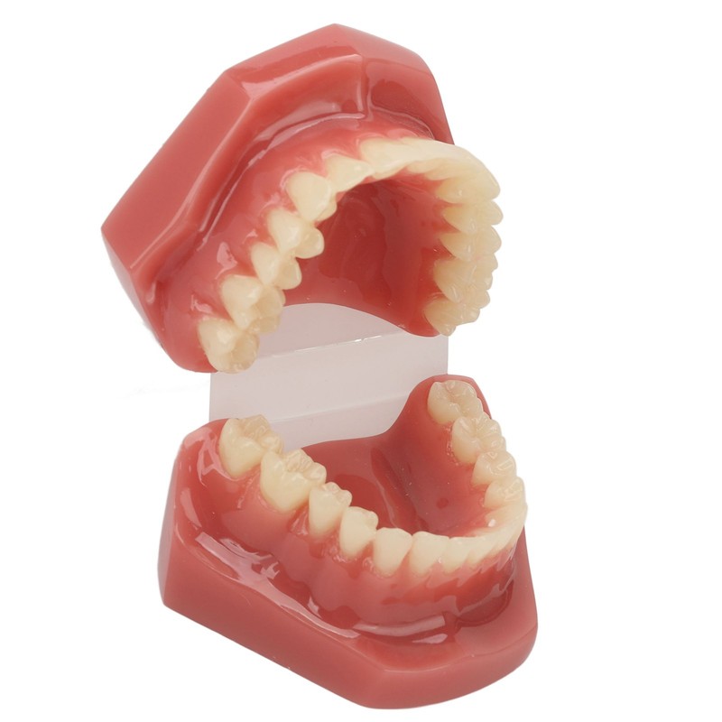 Tooth Model 28 Teeth Dental Orthodontic Model Teaching Study Supplies