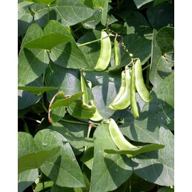 TomorrowSeeds - Dixie Speckled Butterpea Lima Bean Seeds - 150+ Count - For 2025 Planting Southern Baby Butter Beans Heirloom Non-GMO Red and Brown Peas Vegetable Grow Your Own Home Farm Patio Healthy