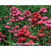 Fresh Jupiter's Beard - Red Valerian (Centranthus Ruber) - Bee
