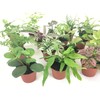 Mini Terrarium Plants (2 Plants) Fairy Garden Plants (Assorted Varieties)