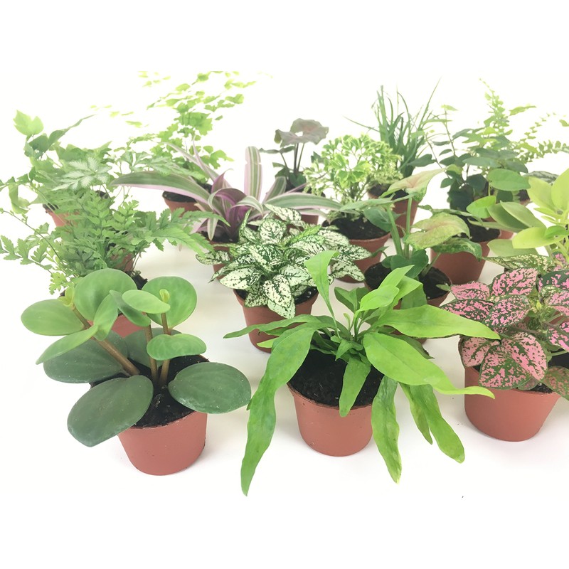 Mini Terrarium Plants (2 Plants) Fairy Garden Plants (Assorted Varieties)