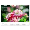 Dahlien Poesie (Wandkalender 2026 DIN A4 quer), CALVENDO Monatskalender: Dahlien