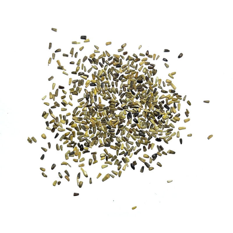 Seed Needs, Chicory Seeds - 500 Heirloom Seeds for Planting