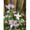 Carolina Lavender Heirloom Iris Purple, Walking Iris, 4 Plants +