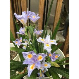 Carolina Lavender Heirloom Iris Purple, Walking Iris, 4 Plants + Free Shipping