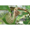 Buy Rare Seeds Aristolochia paulistana | 5_Seeds
