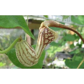 Buy Rare Seeds Aristolochia paulistana | 5_Seeds