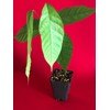 TRINITARIO Theobroma Cacao Cocoa Chocolate Fruit Tree Potted Plant RED