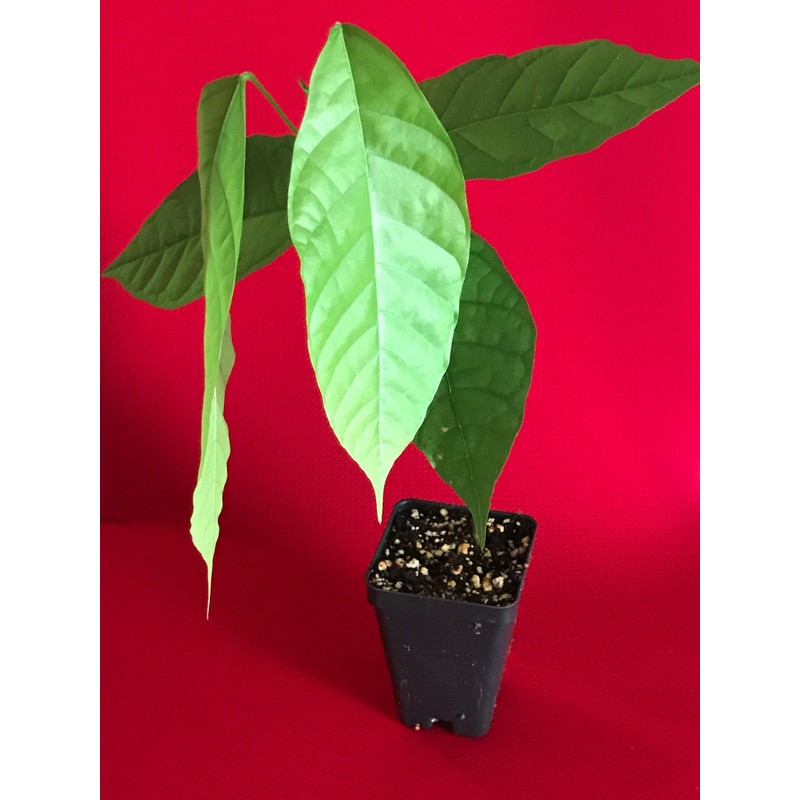 TRINITARIO Theobroma Cacao Cocoa Chocolate Fruit Tree Potted Plant RED