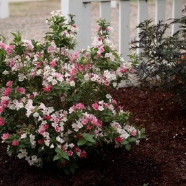 Live plant from Green Promise Farms Florida 'Czechmate Trilogy' (Weigela) Shrub, 3-Size Container, Pink-White-red Flowers