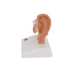 3B Scientific 3B Smart Anatomy E12 Ear Model, Table Size,