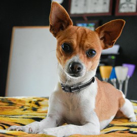 Kazazoo Reflective Dog Collar with Soft Padding Dog Collar for Medium & Small Dogs, No Pull, Heavy Duty, Adjustable Nylon Collar with Quick-Release Buckle, Walking Training-Black-XS