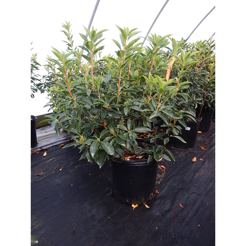 Kalmia lat. 'Sarah' (Mountain Laurel) Evergreen, pinkish-red flowers, #3 -