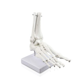 Science Resource E08210 Loose Foot Ankle Skeleton | Fully Articulated, Loosely Strung with Flexible Wire | Shows Distal Portions of Tibia and Fibula | Instruction Manual