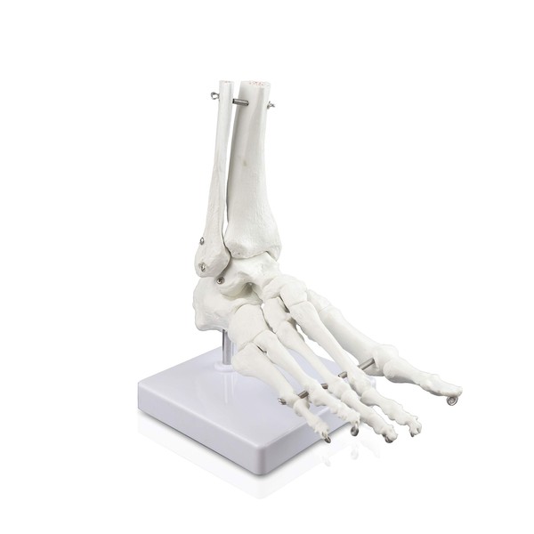 Science Resource E08210 Loose Foot Ankle Skeleton | Fully Articulated,