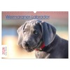 Weimaraner-Labrador (Wandkalender 2026 DIN A3 quer), CALVENDO Monatskalender: Ein Herzensbrecher