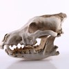 Resin Wolf Skull Wolf Skull Model Decoration Craft Film Props