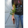 TreesAgain White Cedar Tree -Thuja occidentalis- 12 to 22+ inches