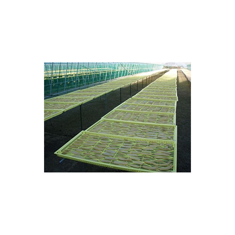 Haimo (Beniharuka from Miyazaki Prefecture), 4.2 oz (120 g) x